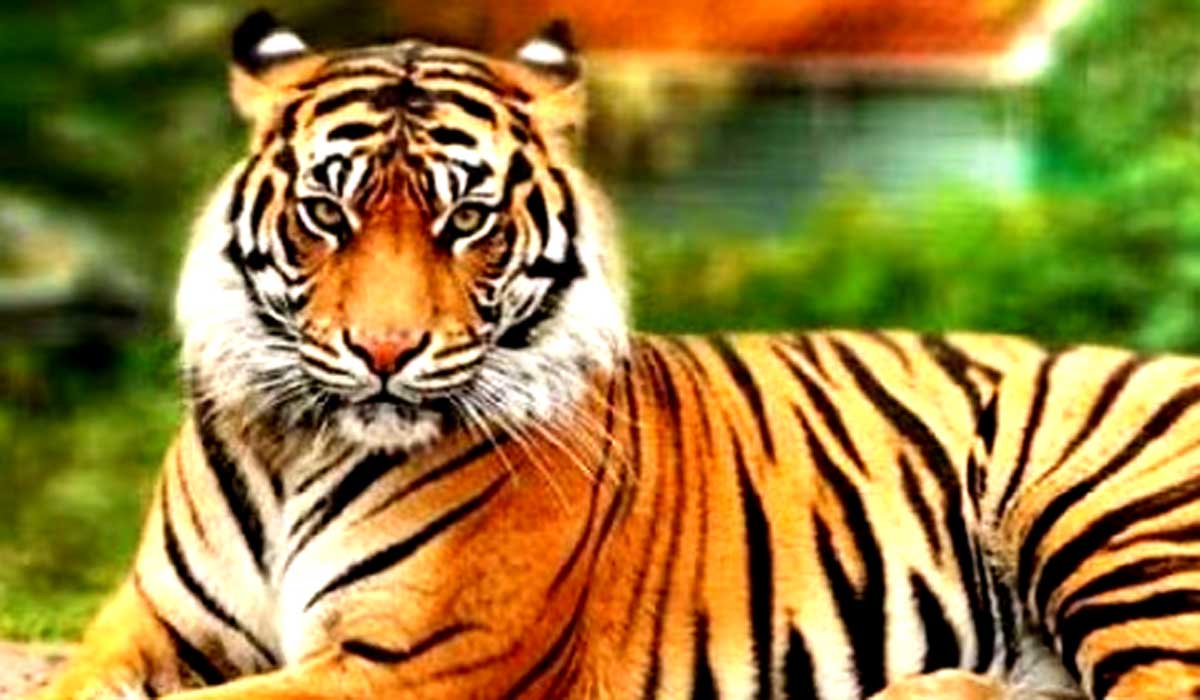 tiger