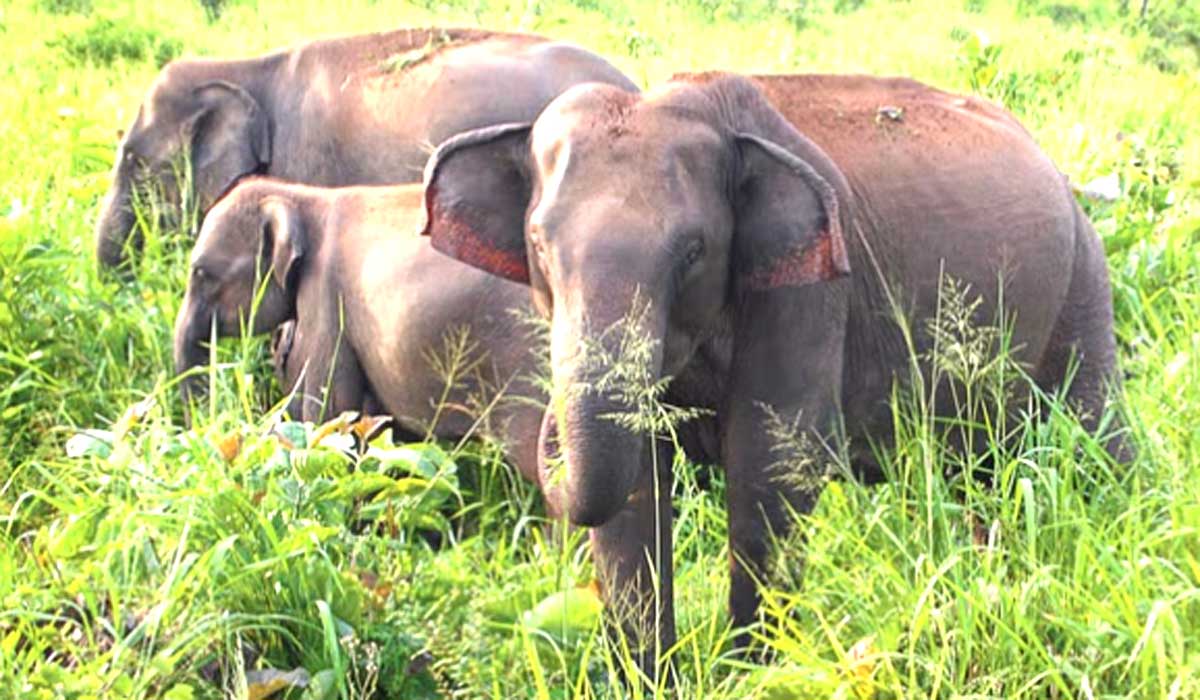 hathi