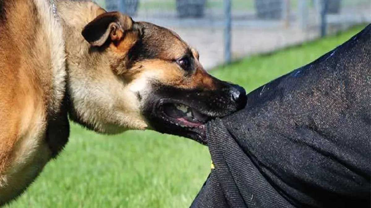 dog