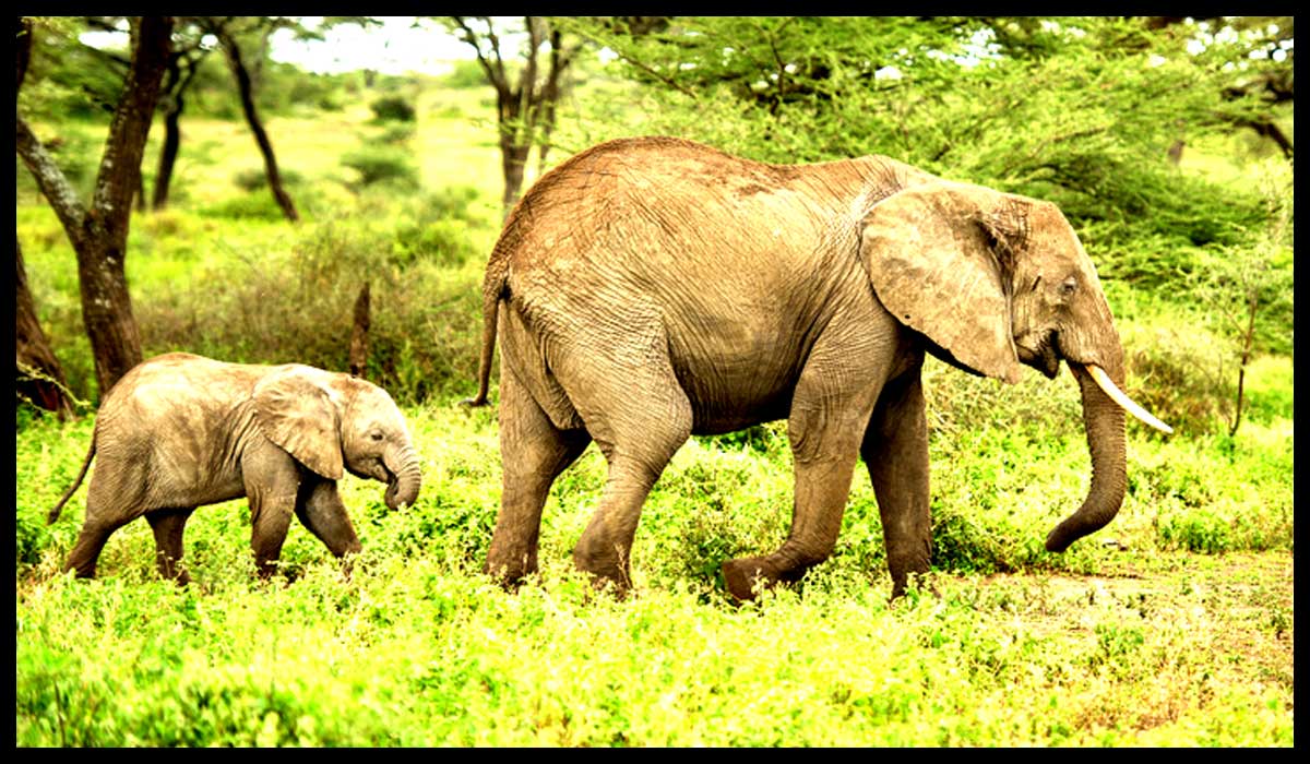 elephant