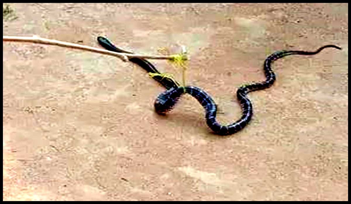 Untitled-1snake